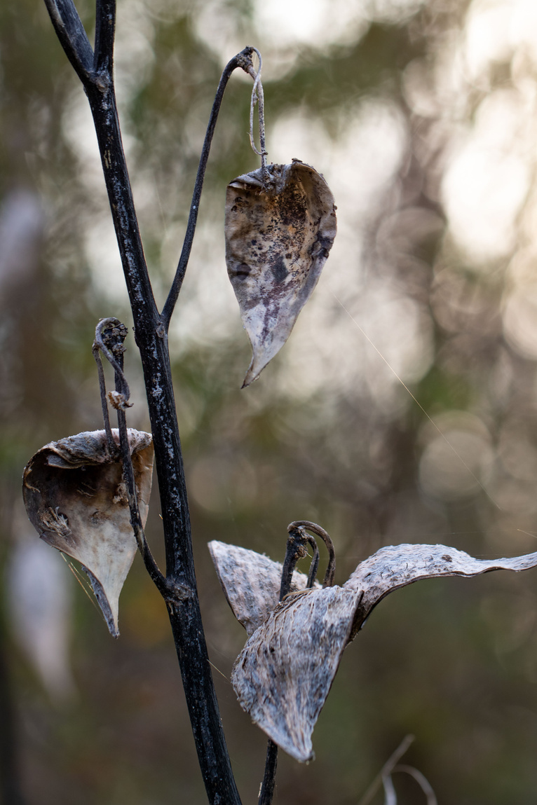 Dead Leaves